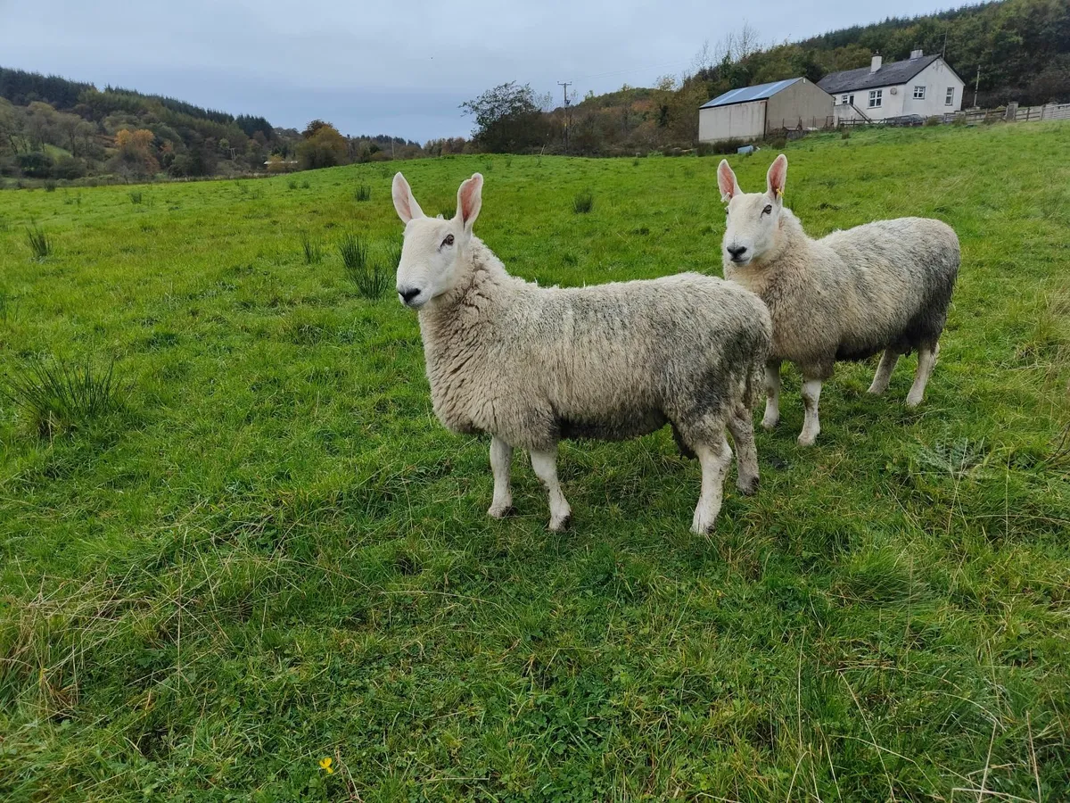 Border Leicester Shearling - Image 1
