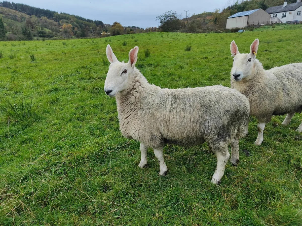 Border Leicester Shearling - Image 4