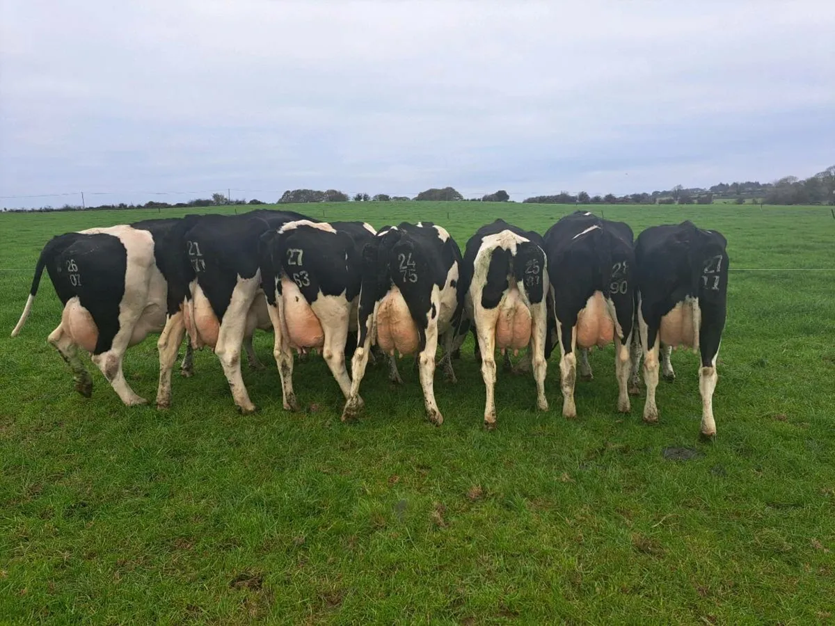 Incalf Cows - Image 1