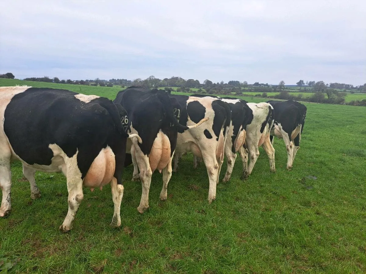 Incalf Cows - Image 2