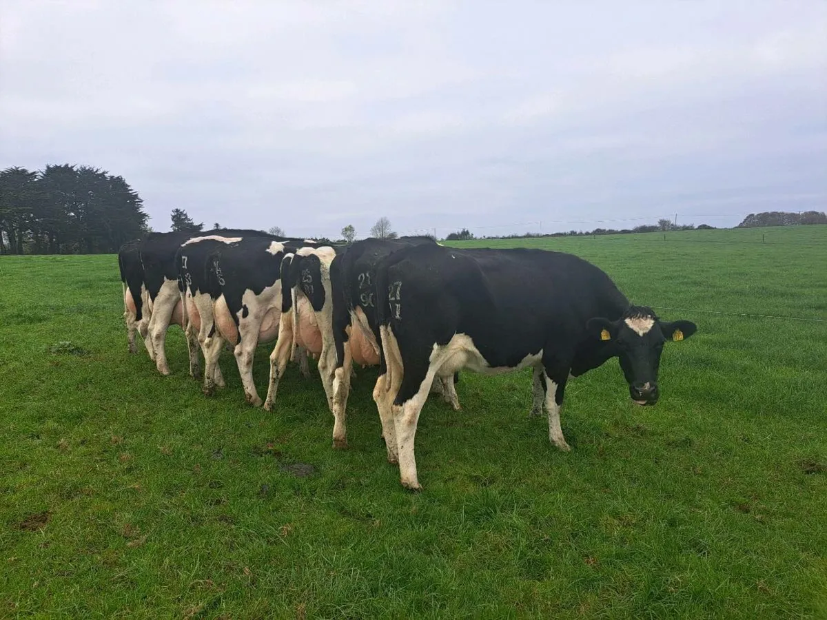 Incalf Cows - Image 3