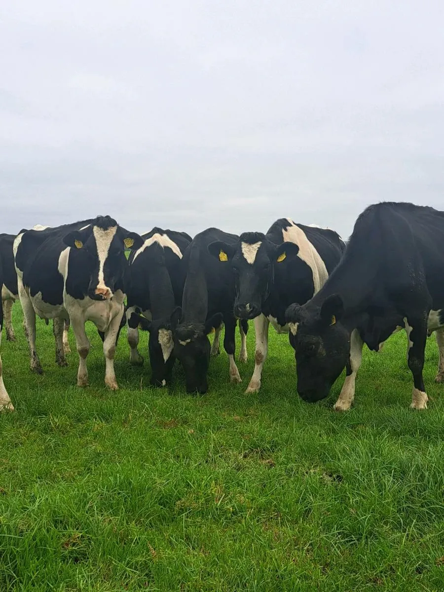 Incalf Cows - Image 4