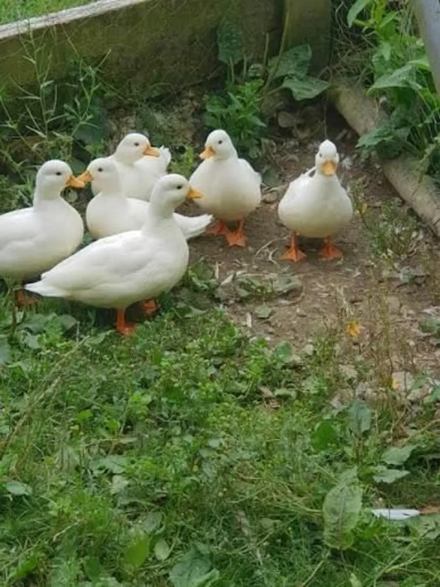 Call Ducks and Drakes