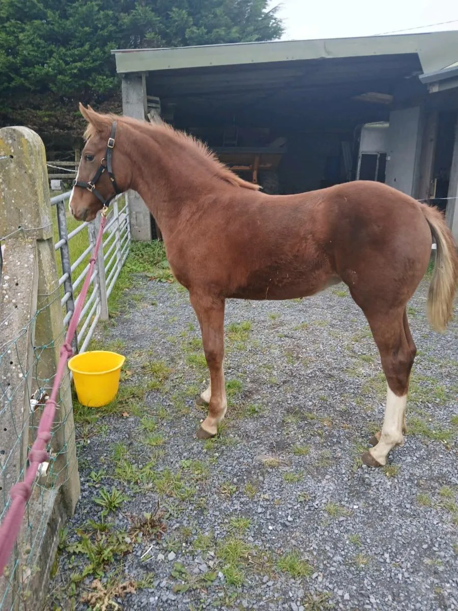 Irish draught filly foal - Image 2