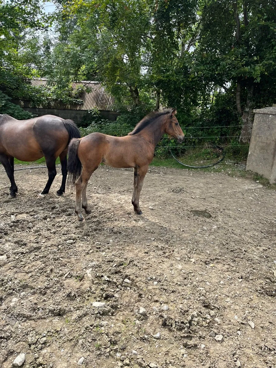 Dark Bay Filly Foal - Image 1