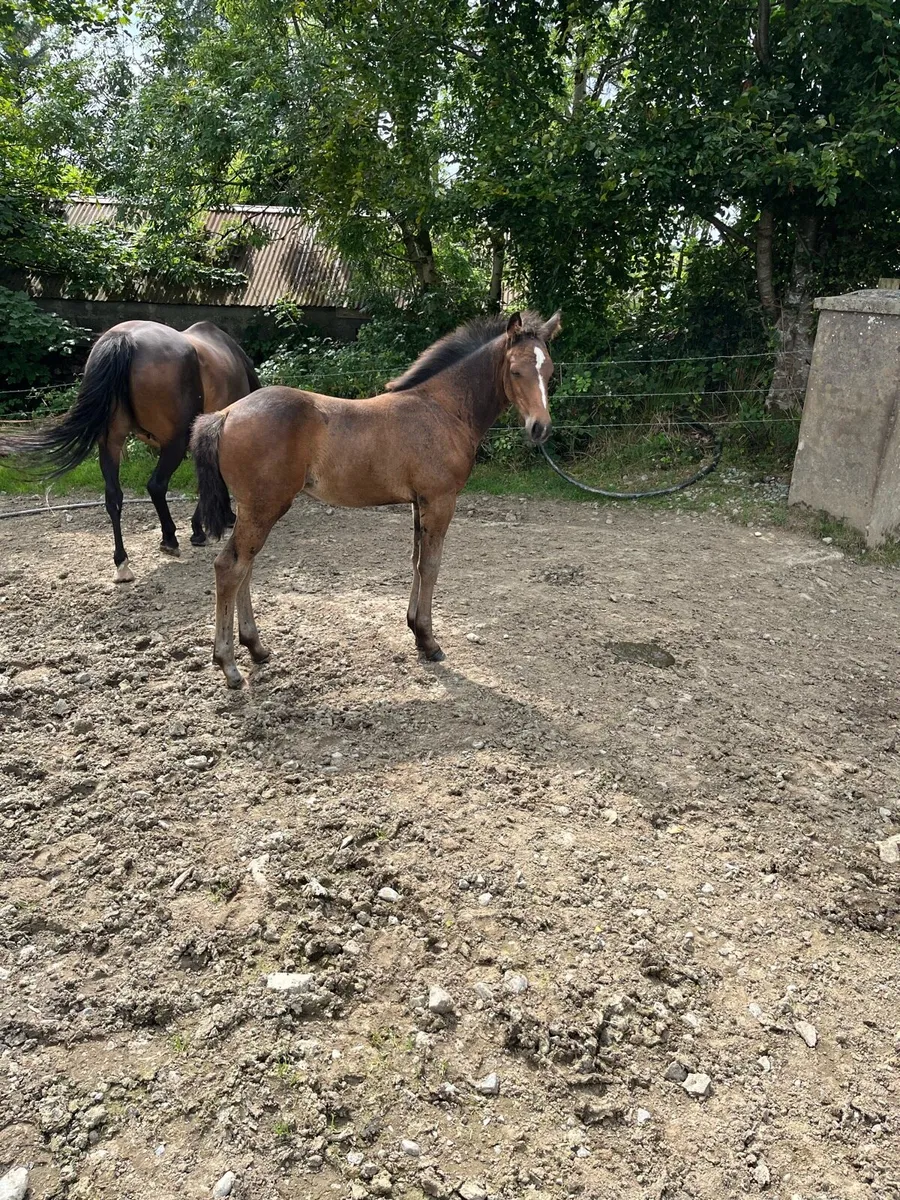 Dark Bay Filly Foal - Image 2