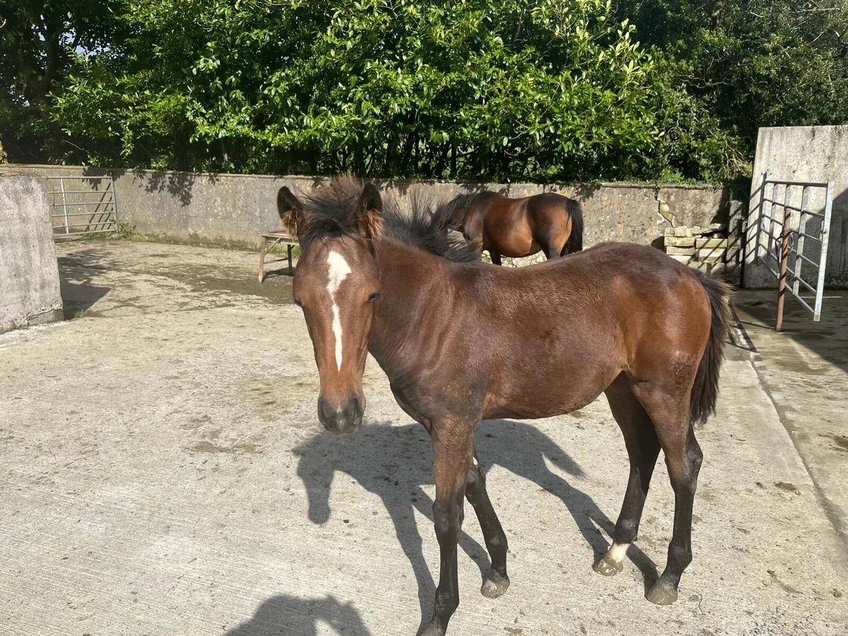 Dark Bay Filly Foal - Image 3