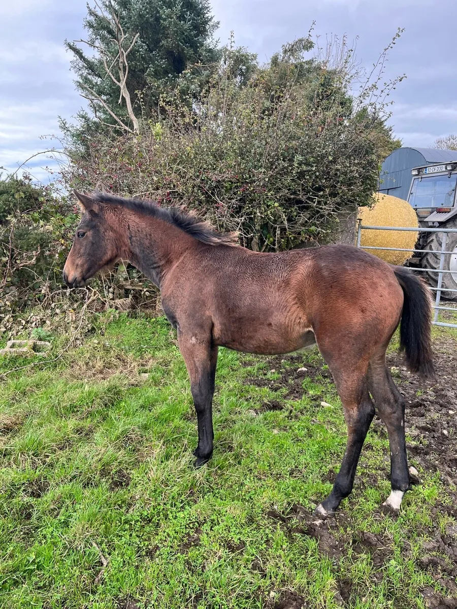 Dark Bay Filly Foal - Image 4