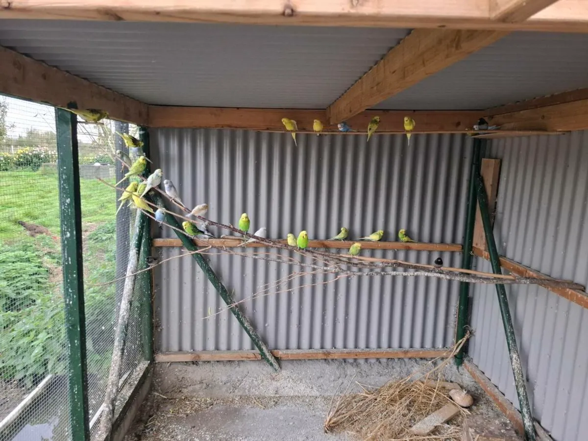 Budgies - Image 2