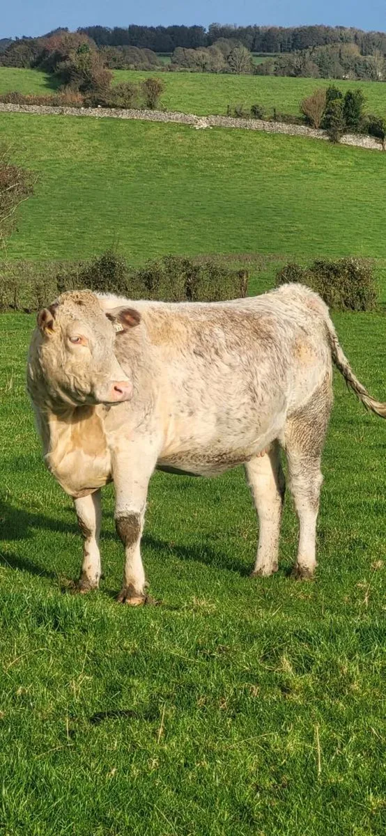 Springer heifers - Image 1