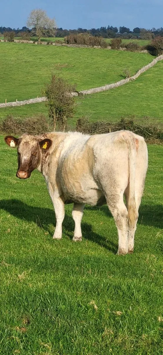 Springer heifers - Image 2