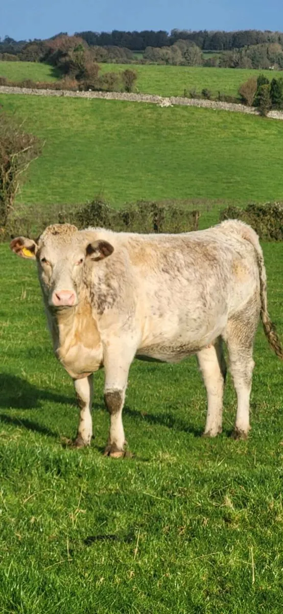 Springer heifers - Image 3
