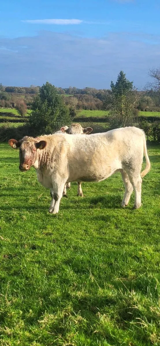 Springer heifers - Image 4