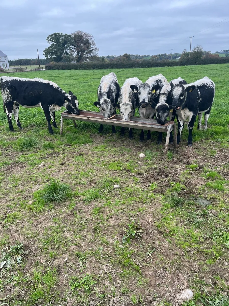 Weanlings - Image 2