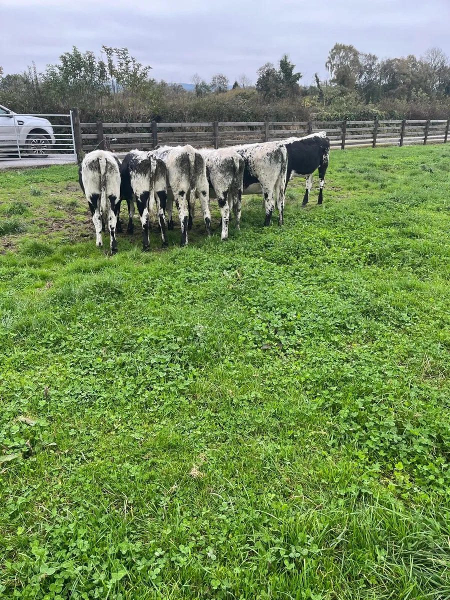 Weanlings - Image 3
