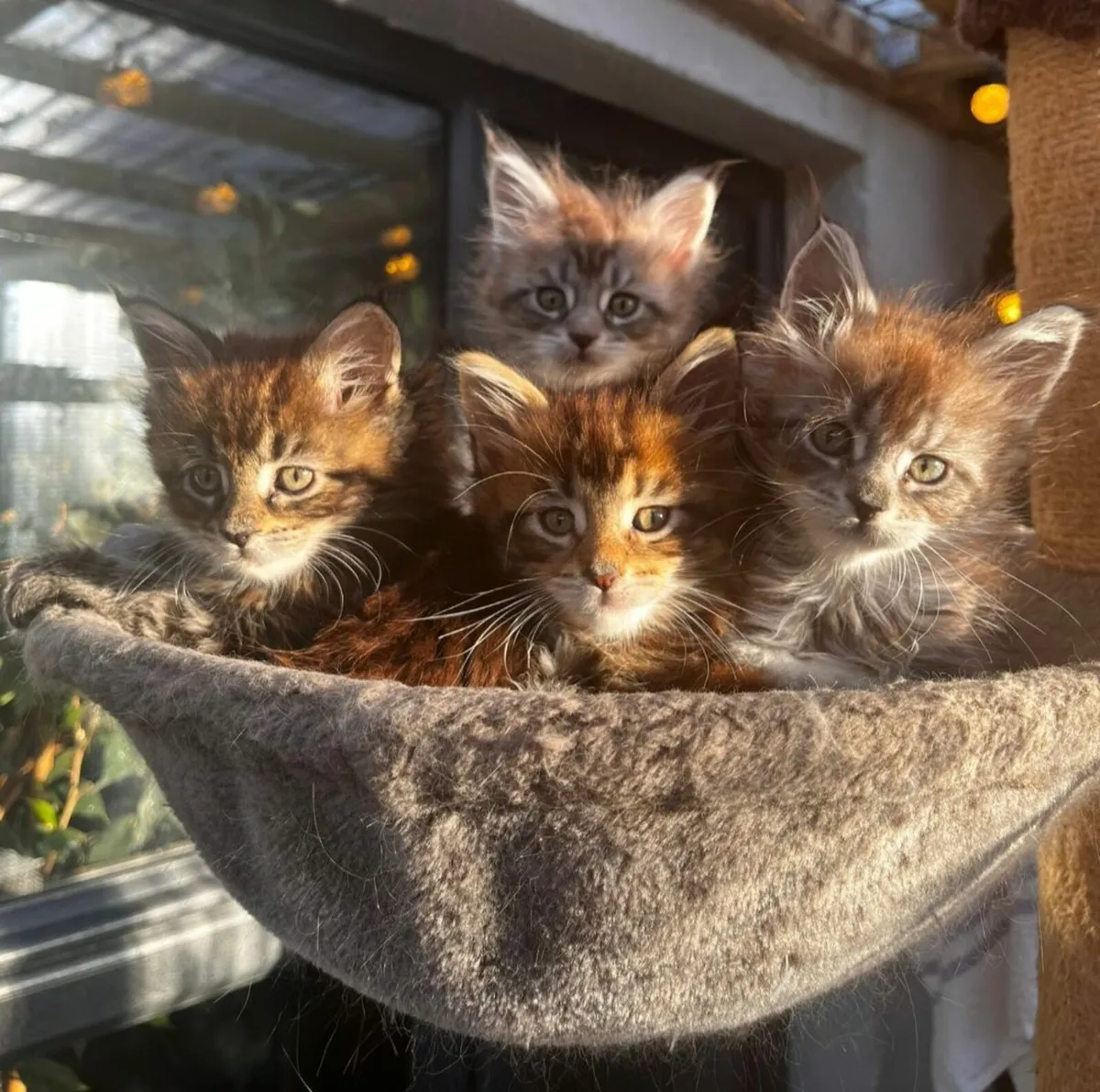 Maine Coon kittens - Image 2