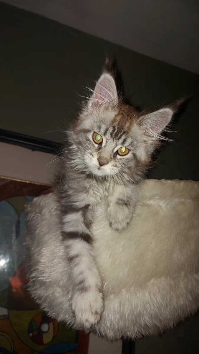 Maine Coon kittens - Image 3