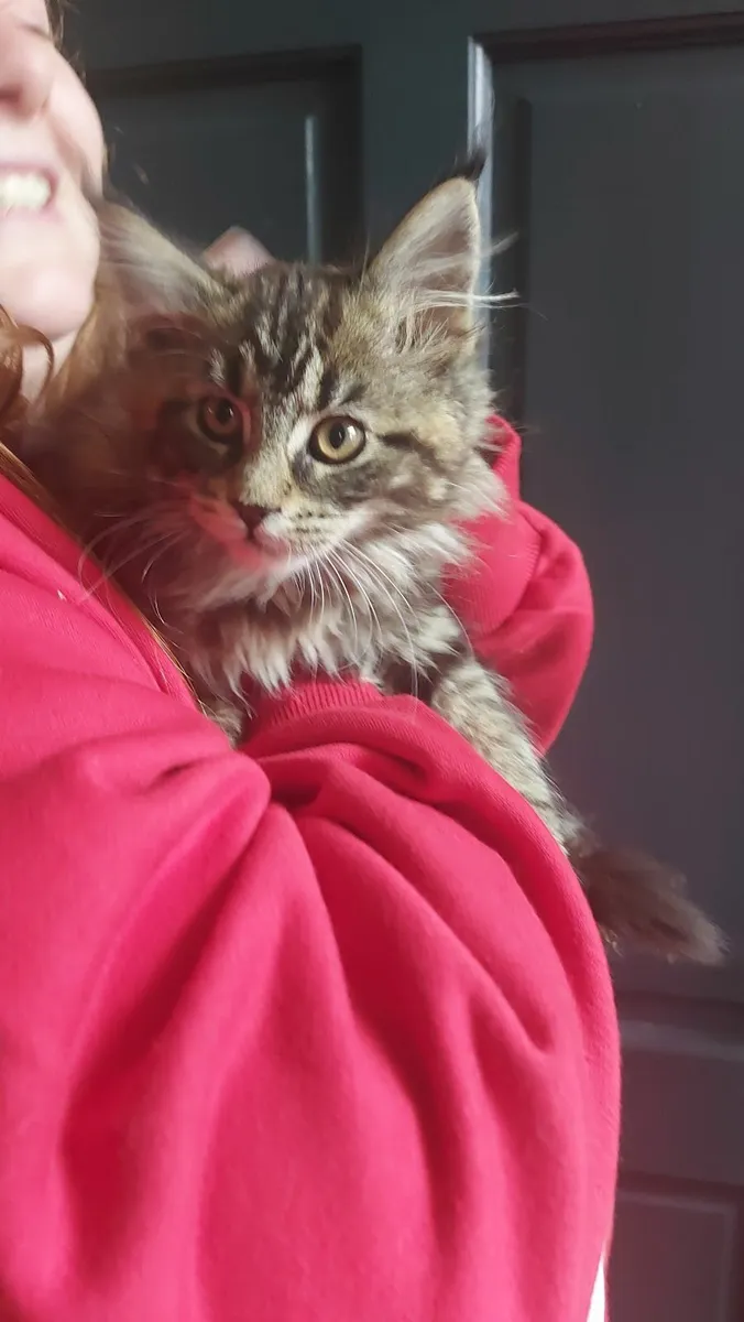 Maine Coon kittens - Image 4