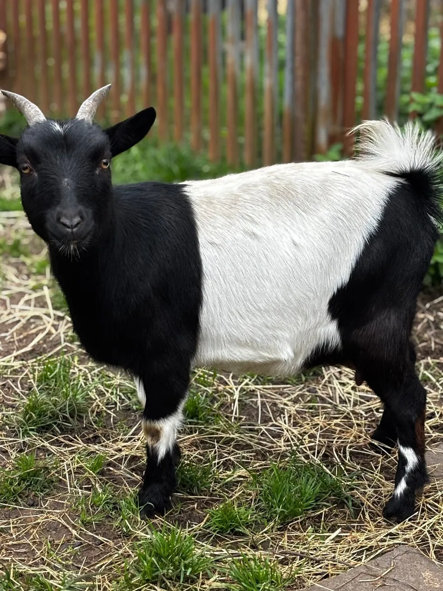 Pigmy goat