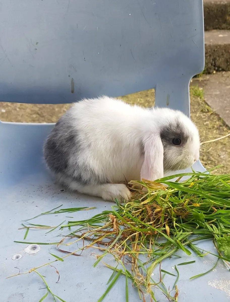 Purebred Mini lop Bunnies/ Rabbits!!⭐ - Image 1