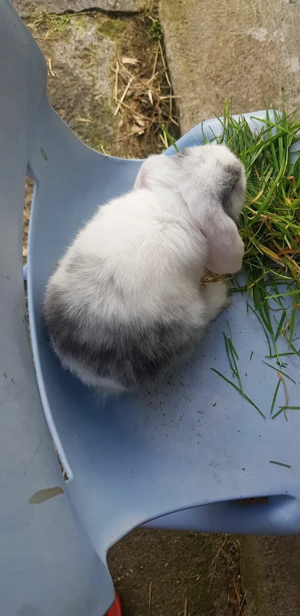 Purebred Mini lop Bunnies/ Rabbits!!⭐ - Image 3
