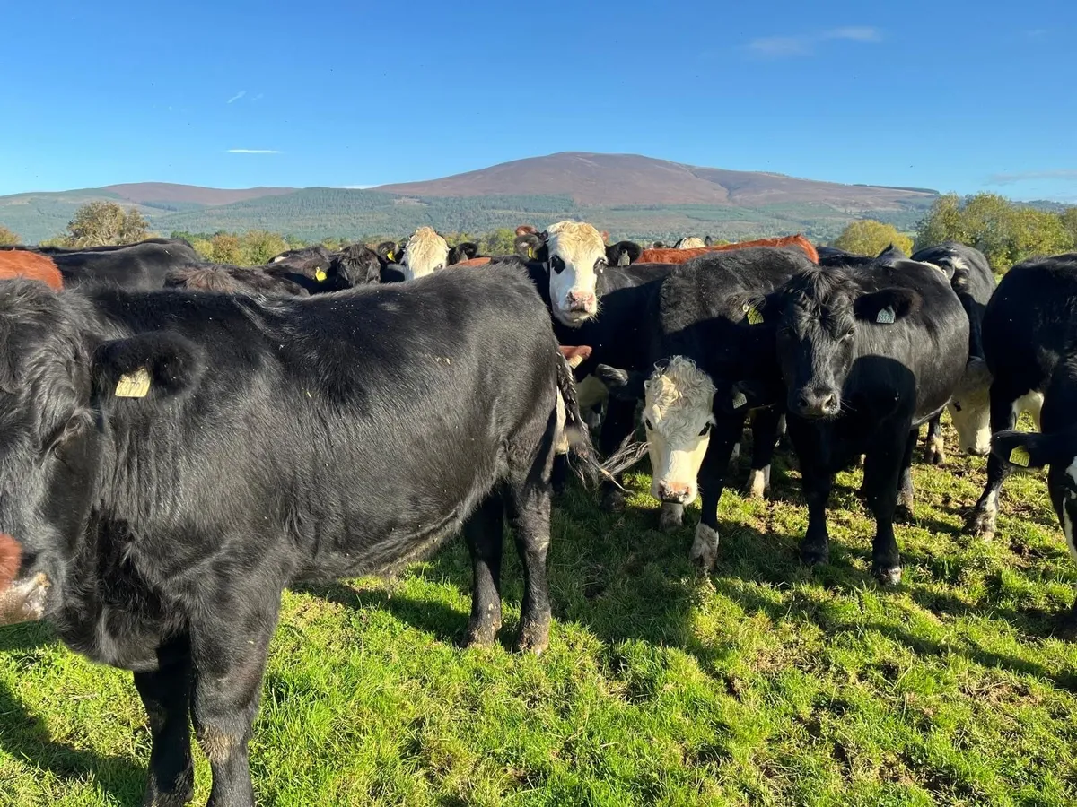 25 Hereford / Angus Bullocks for Sale - Image 1