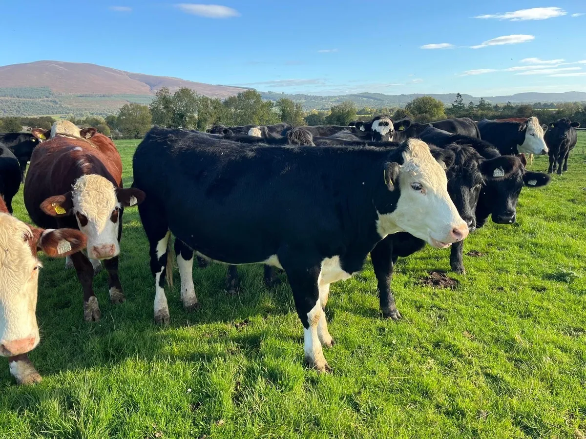 25 Hereford / Angus Bullocks for Sale - Image 2