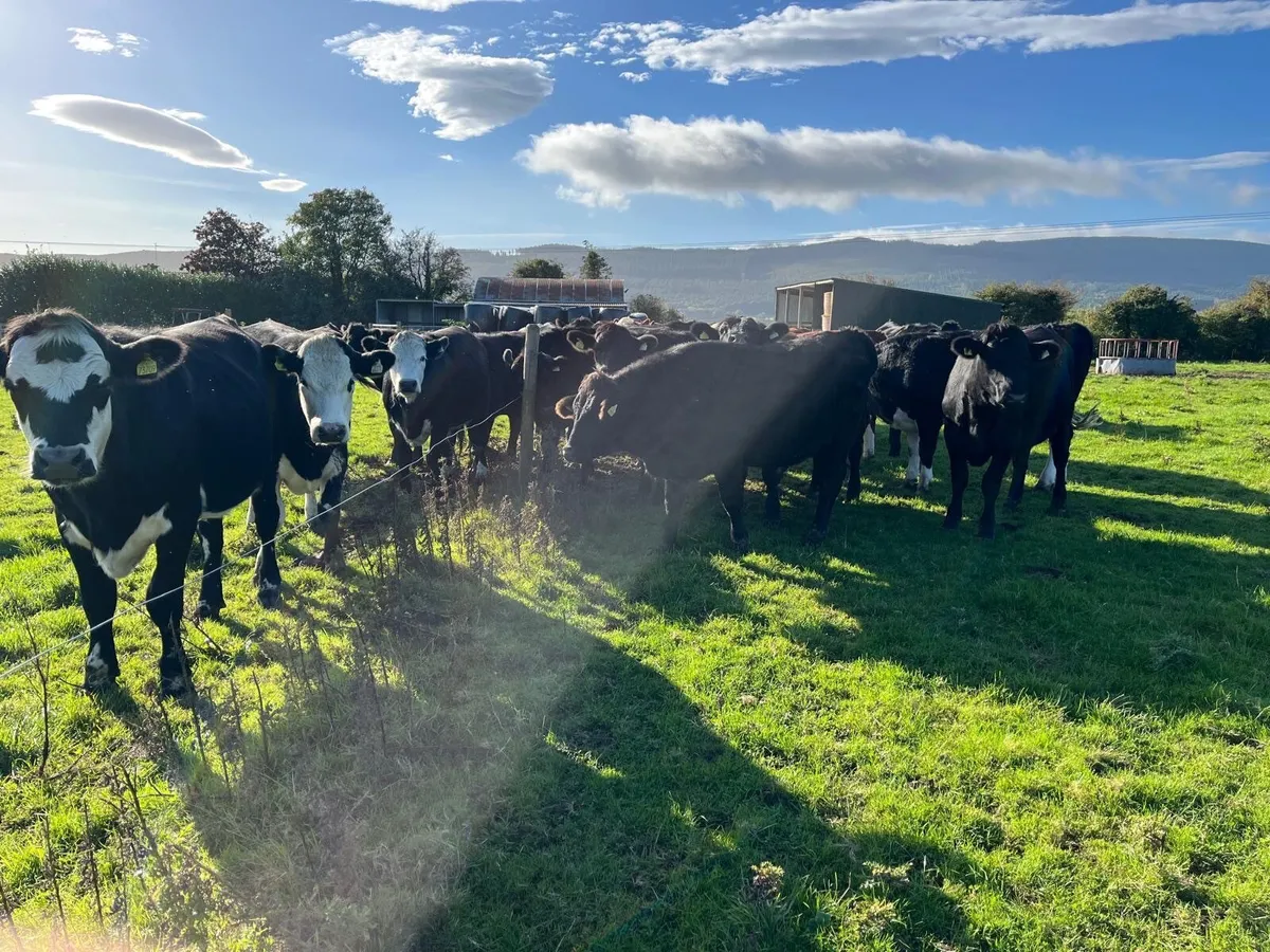 25 Hereford / Angus Bullocks for Sale - Image 3