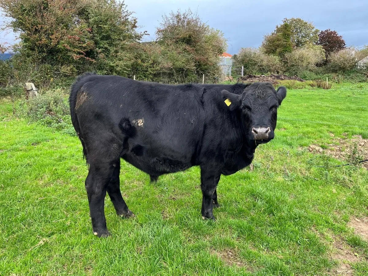25 Hereford / Angus Bullocks for Sale - Image 4
