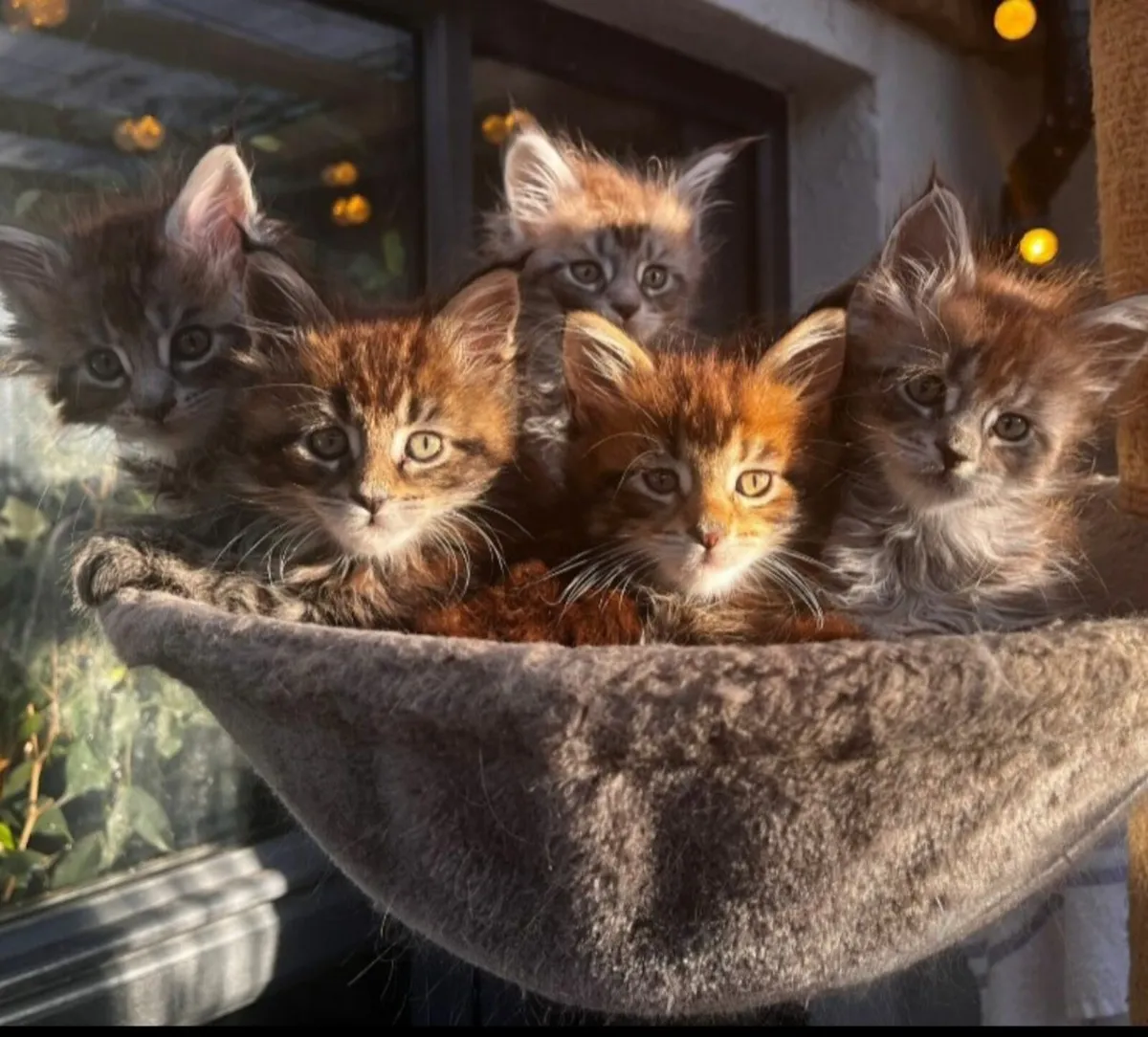Maine Coon kittens - Image 1