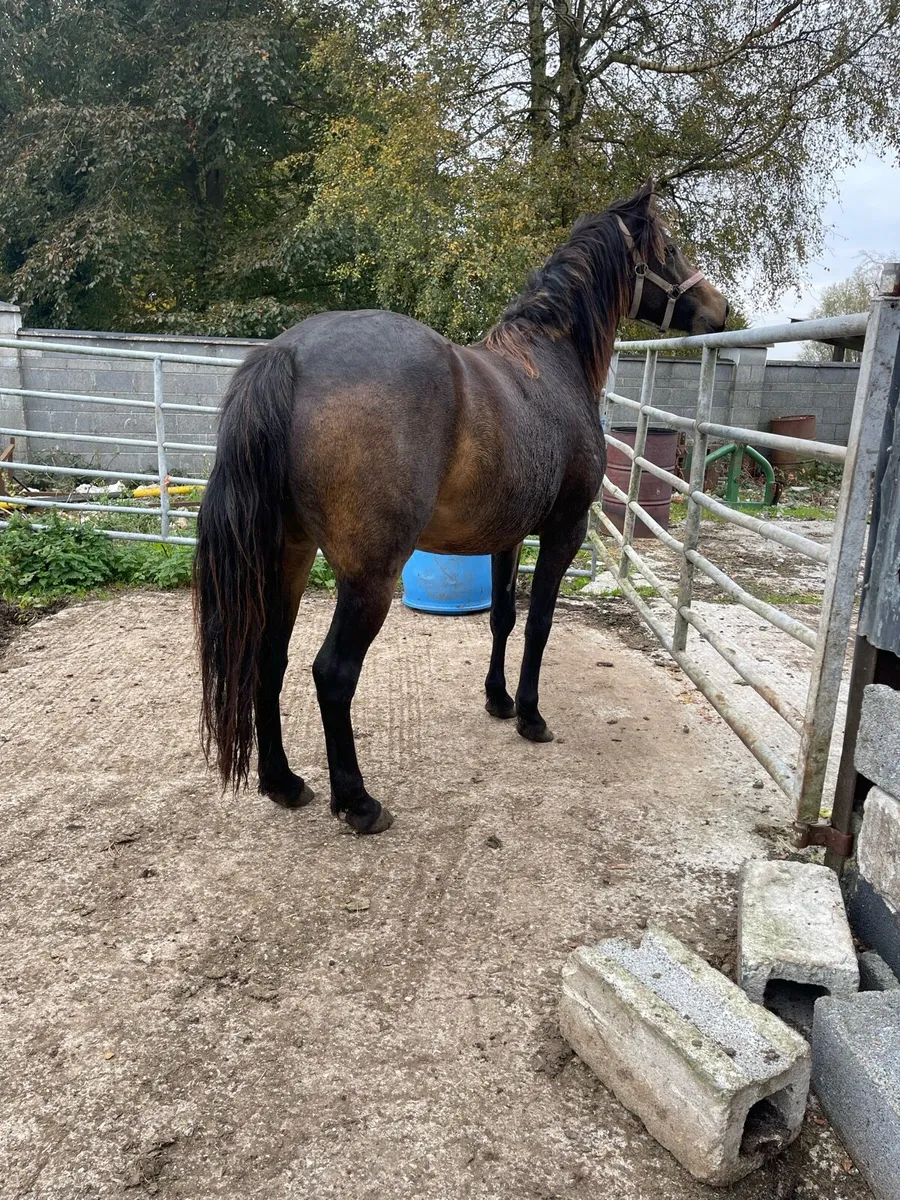 Pony Chocolate Dun filly - Image 2