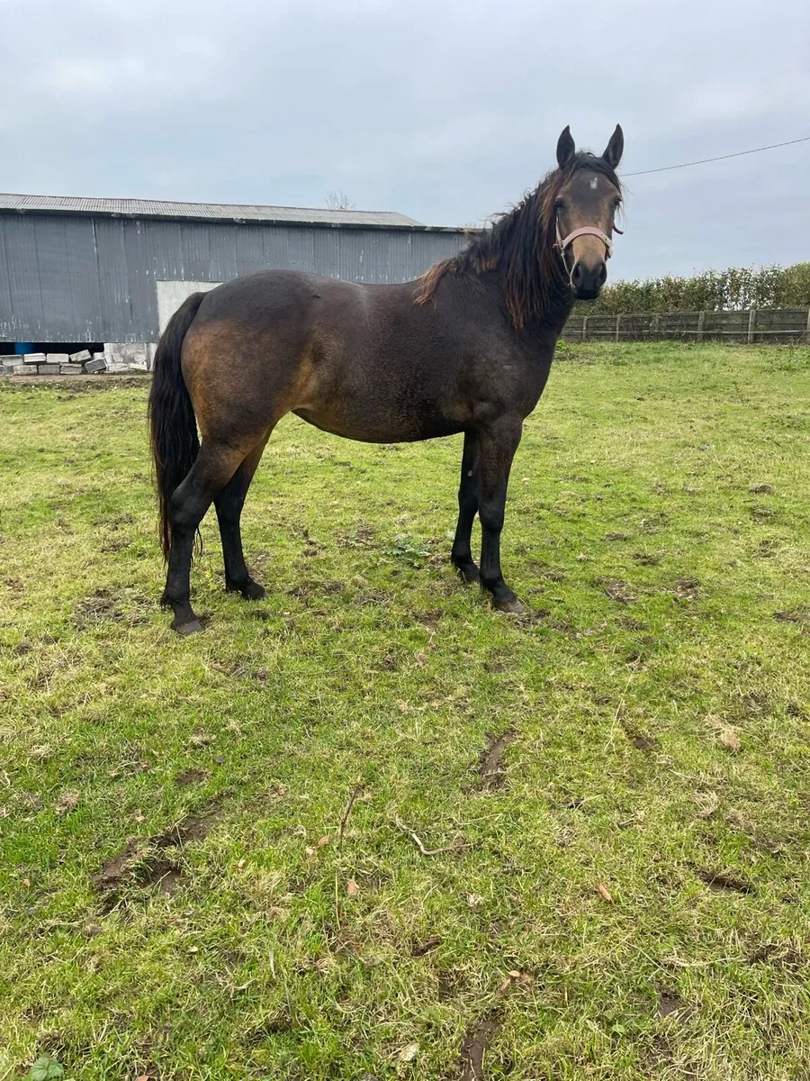 Pony Chocolate Dun filly - Image 1
