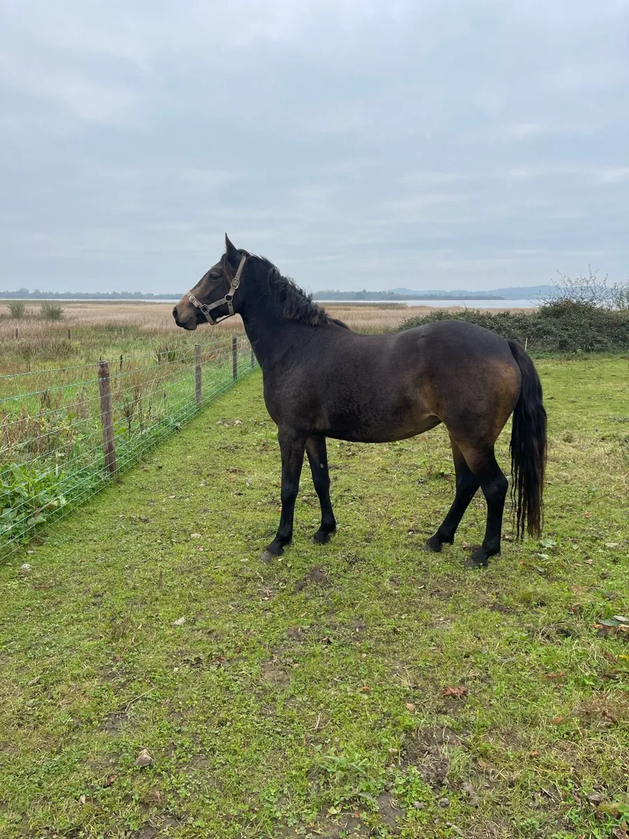 Pony Chocolate Dun filly - Image 3