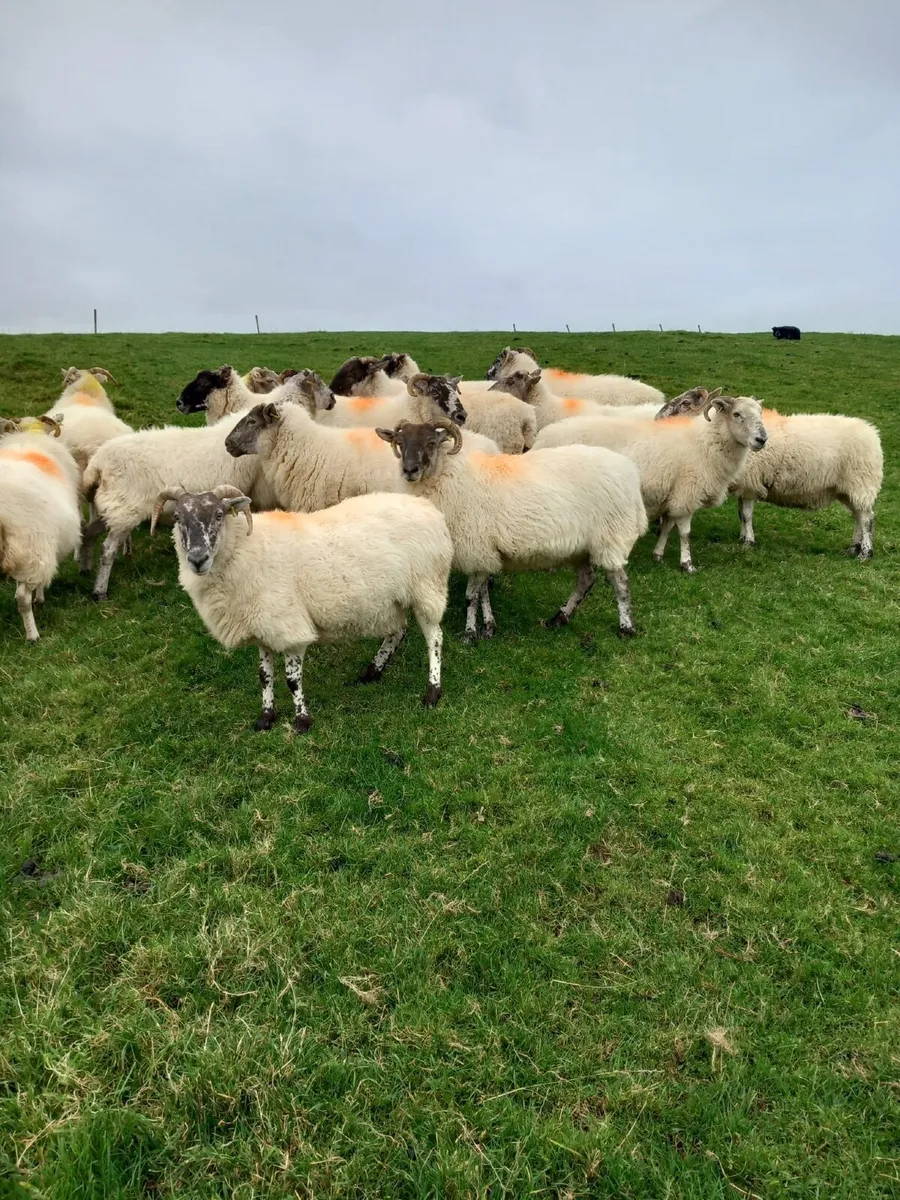 4 yr old ewes