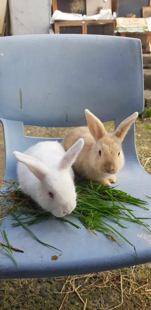 Purebred Mini lop Bunnies/ Rabbits!!⭐ - Image 4