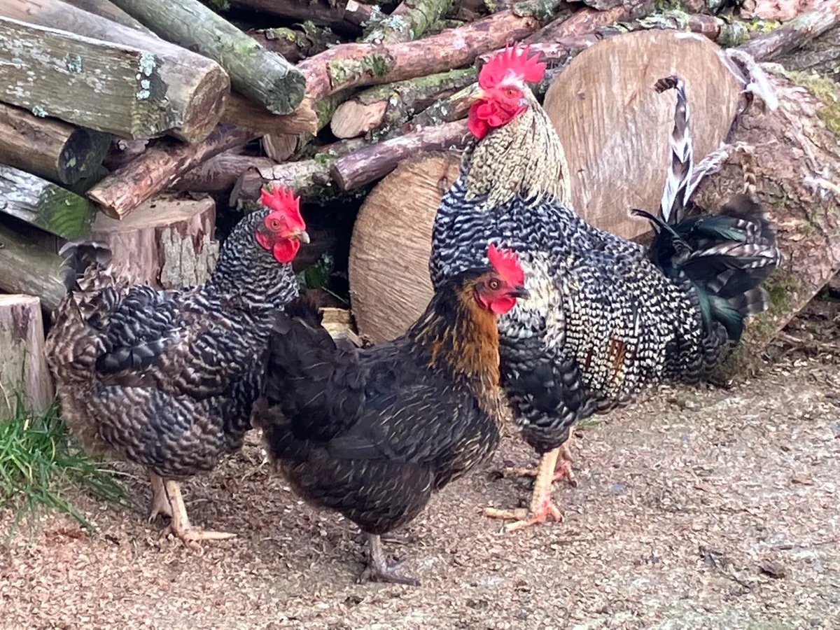 Hens and rooster - Image 4
