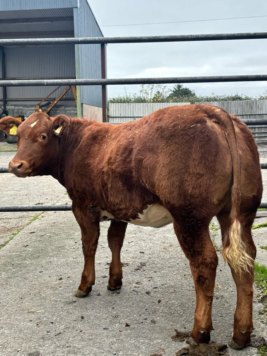 Weanling heifers Balla Mart 14th - Image 1