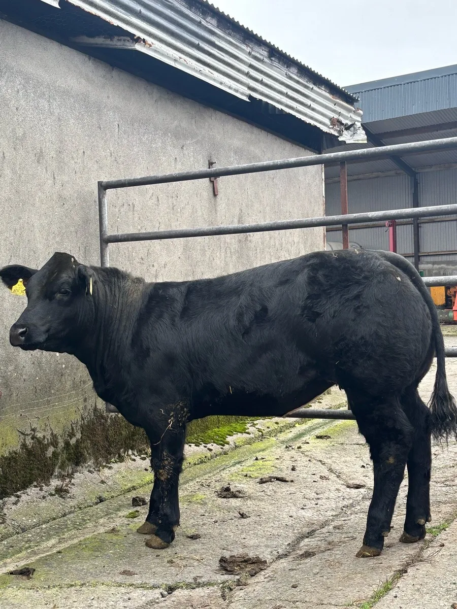 Weanling heifers Balla Mart 14th - Image 2
