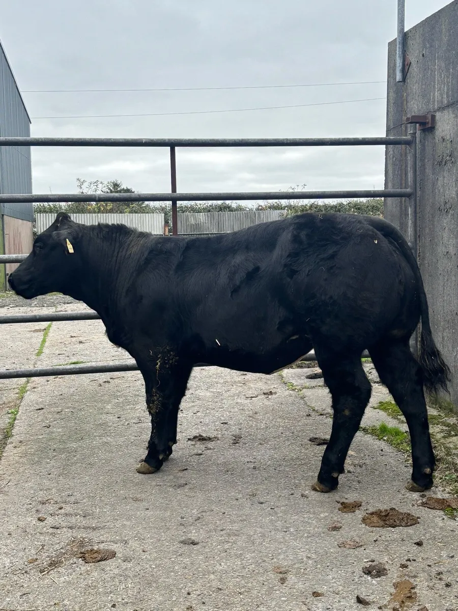 Weanling heifers Balla Mart 14th - Image 3