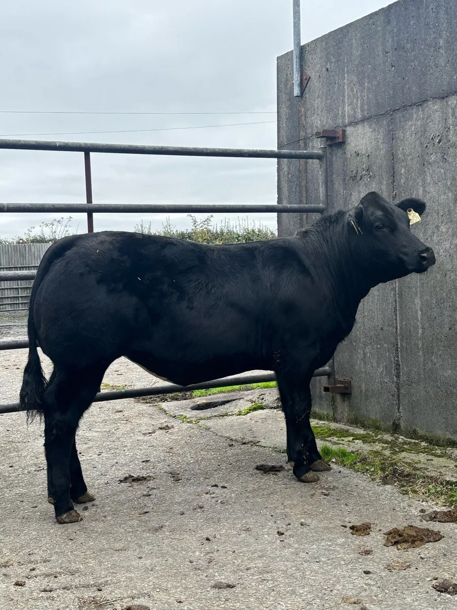 Weanling heifers Balla Mart 14th - Image 4