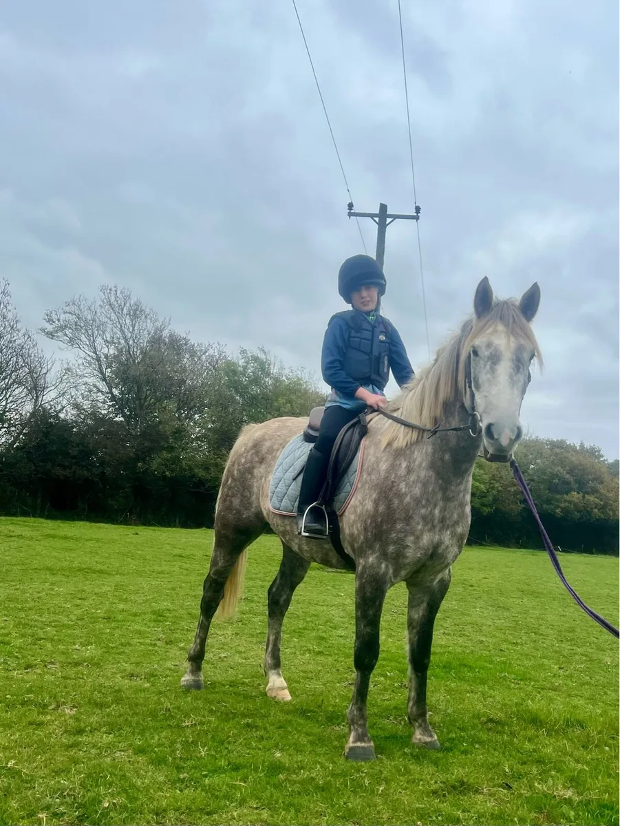 6 year old Gelding Connie x ID - Image 2