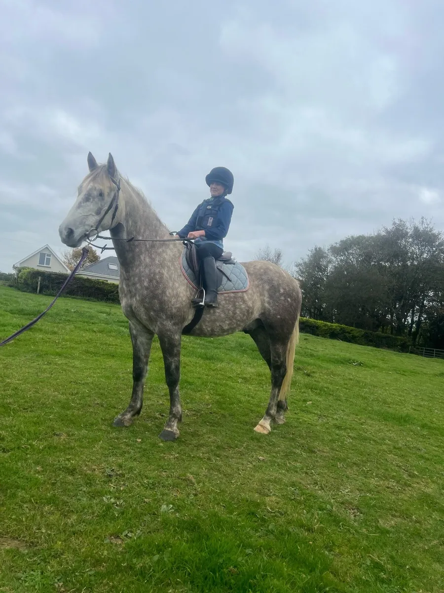 6 year old Gelding Connie x ID - Image 3