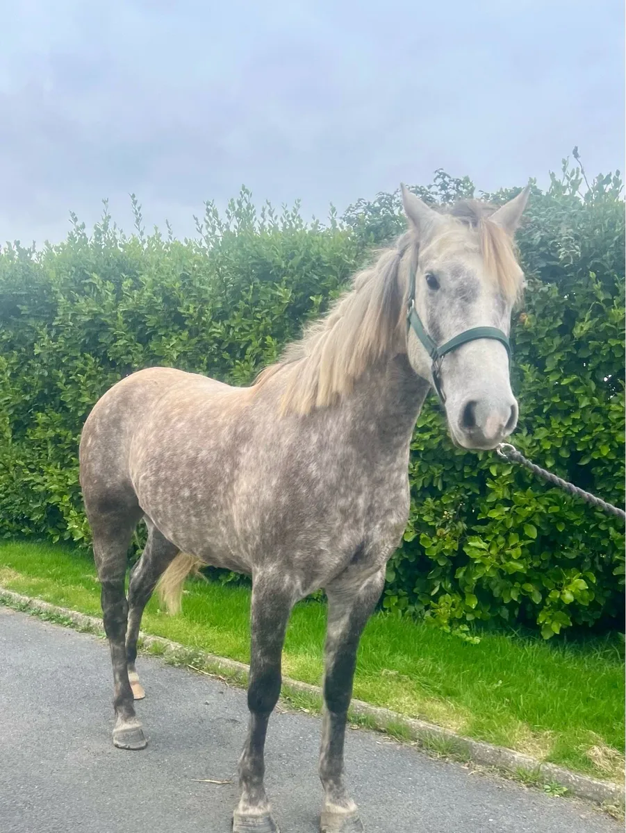 6 year old Gelding Connie x ID - Image 4