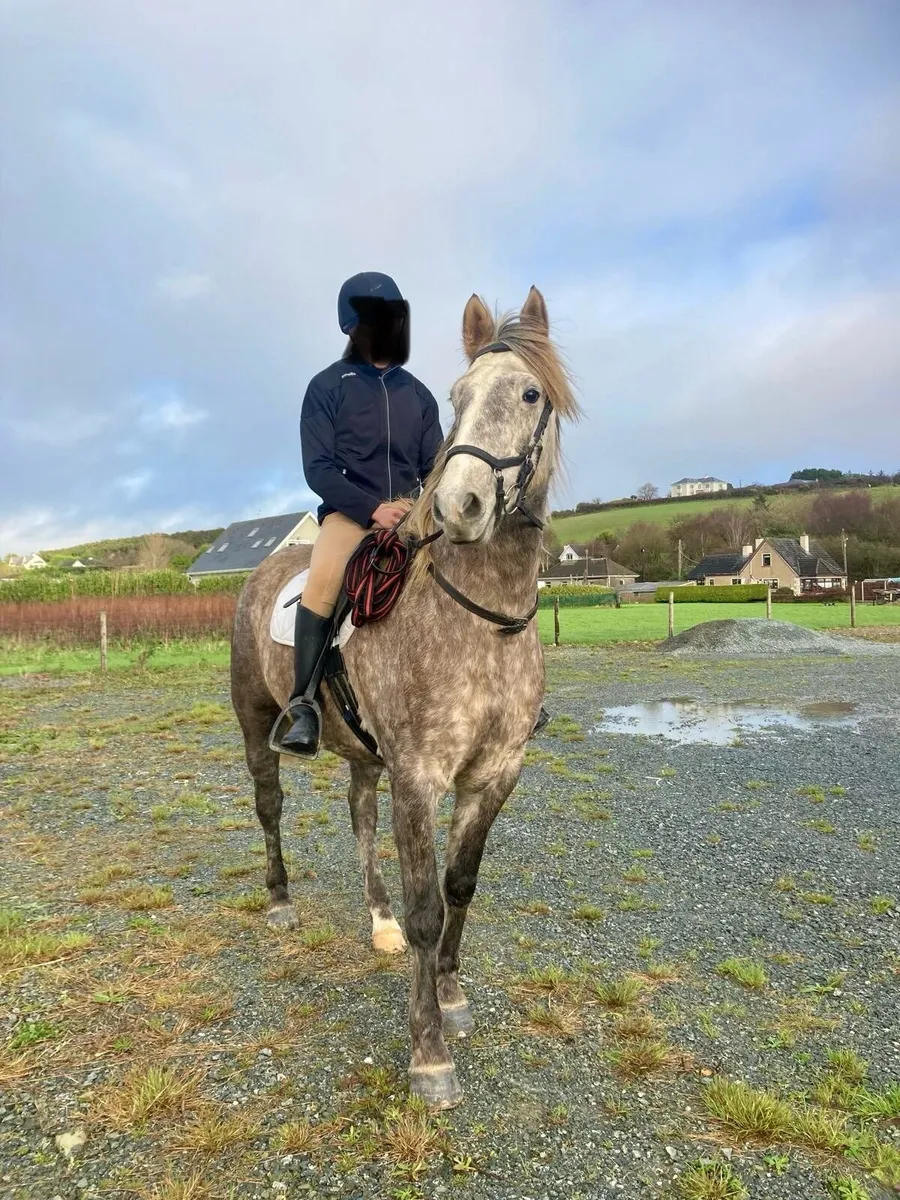 6 year old Gelding Connie x ID - Image 1