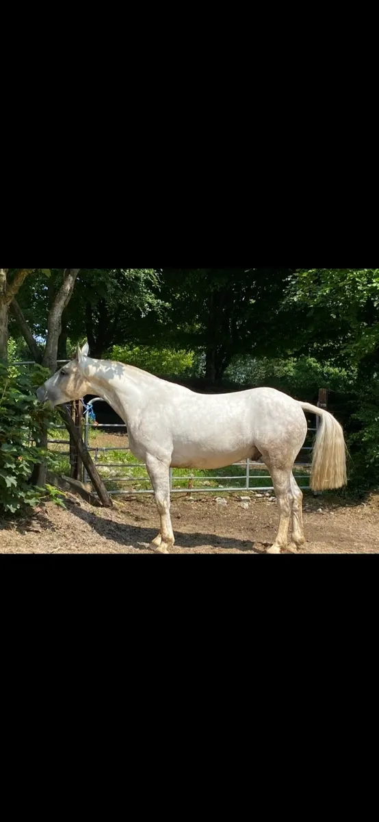 Lovely Easy Cob.  Same sire as Lovejoy!!! - Image 2