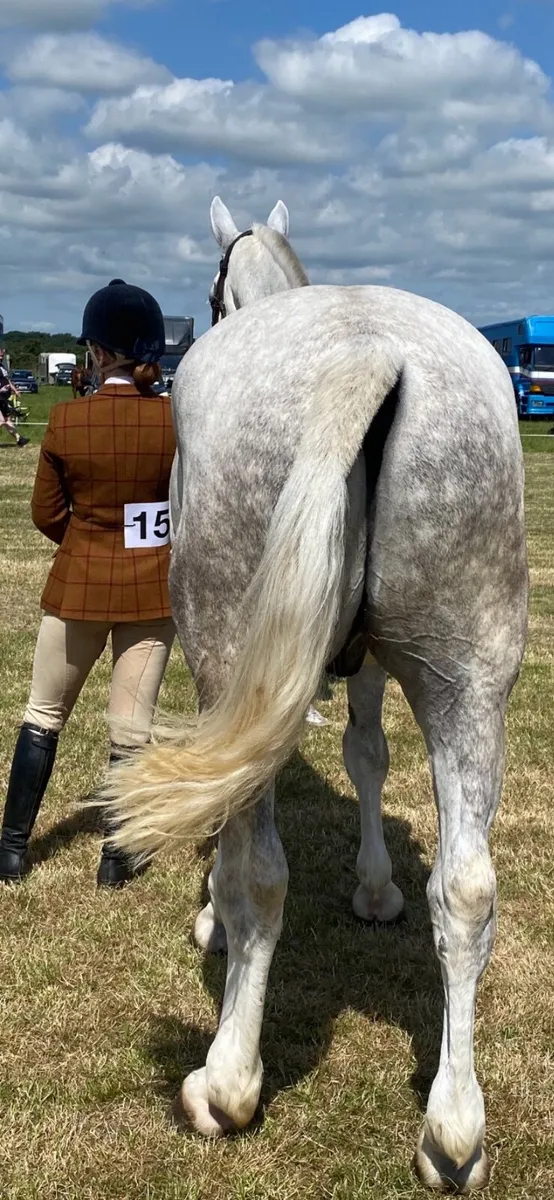 Lovely Easy Cob.  Same sire as Lovejoy!!! - Image 3