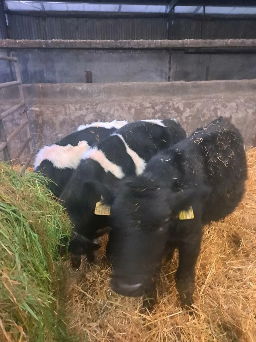 Weanling bulls - Image 1