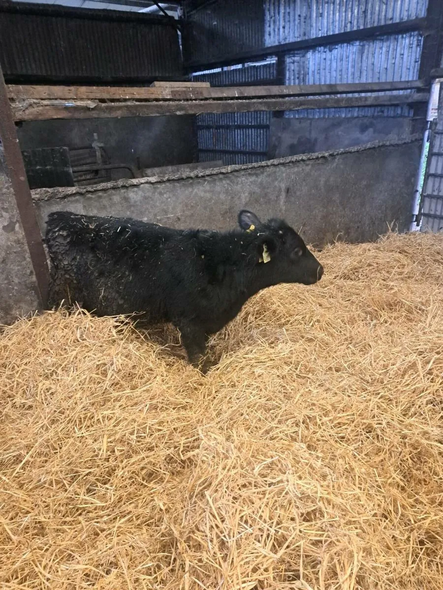 Weanling bulls - Image 2