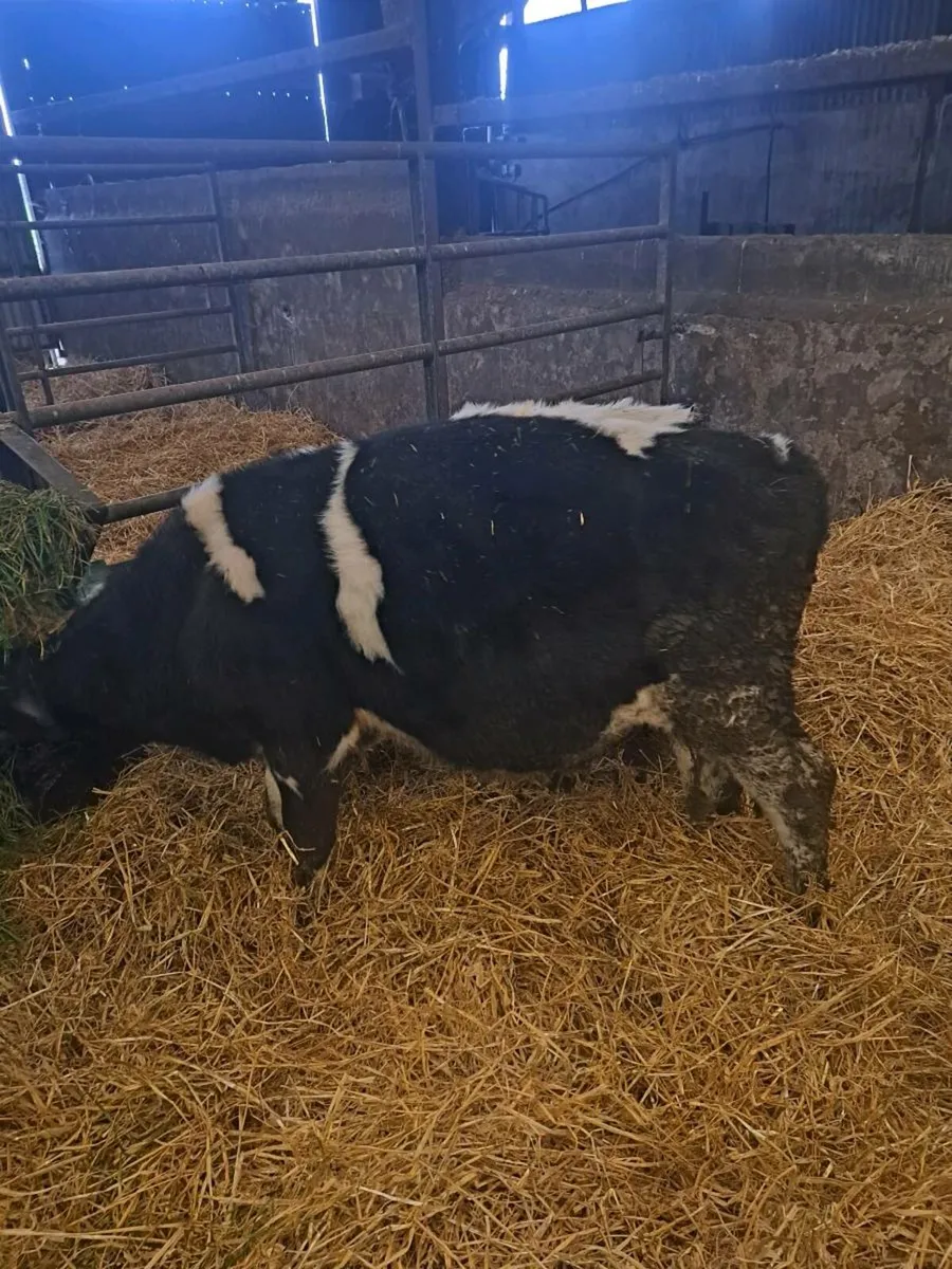 Weanling bulls - Image 3