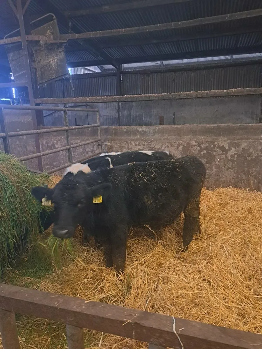 Weanling bulls - Image 4
